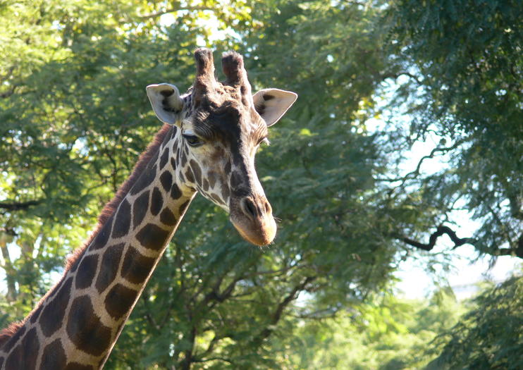 Zoo Buenos Aires - Atracciones en Buenos Aires